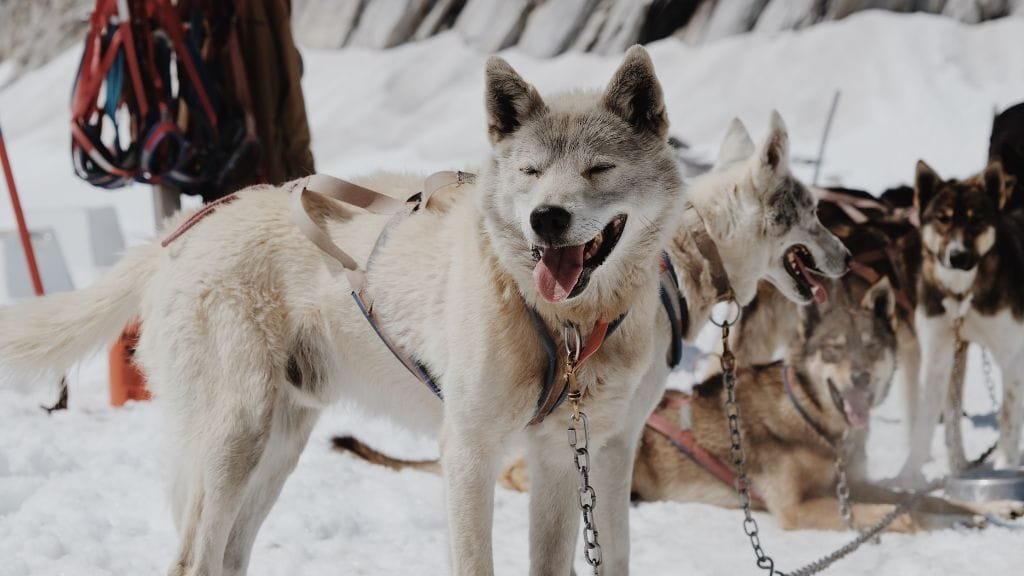 cosa fare sulla neve