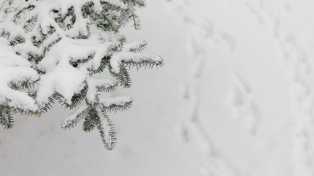 sciare in neve fresca